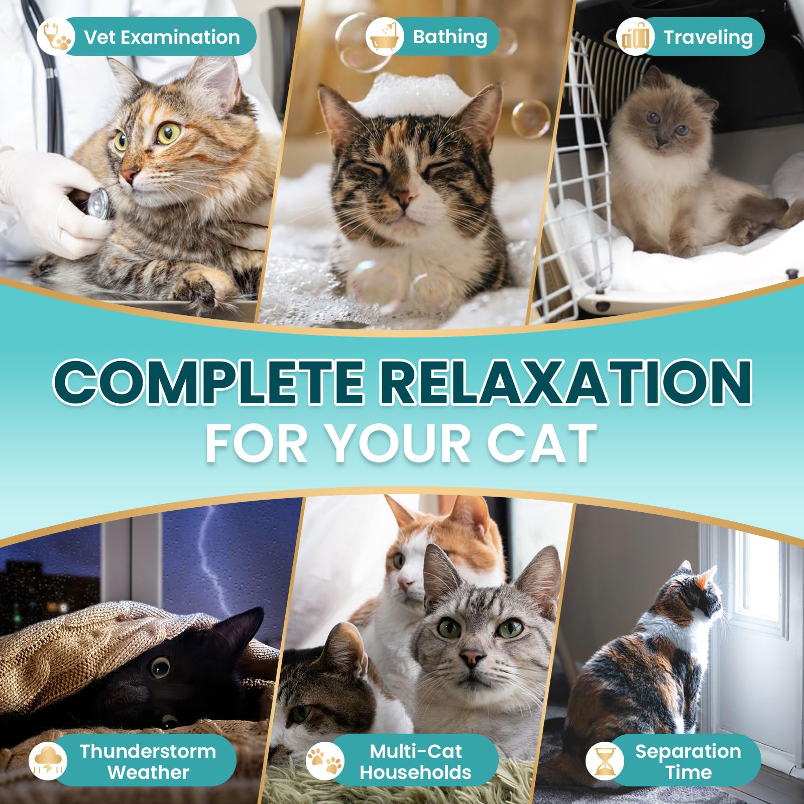 Cats during vet exams, bathing, travel, thunderstorms, separation, and multi-cat situations